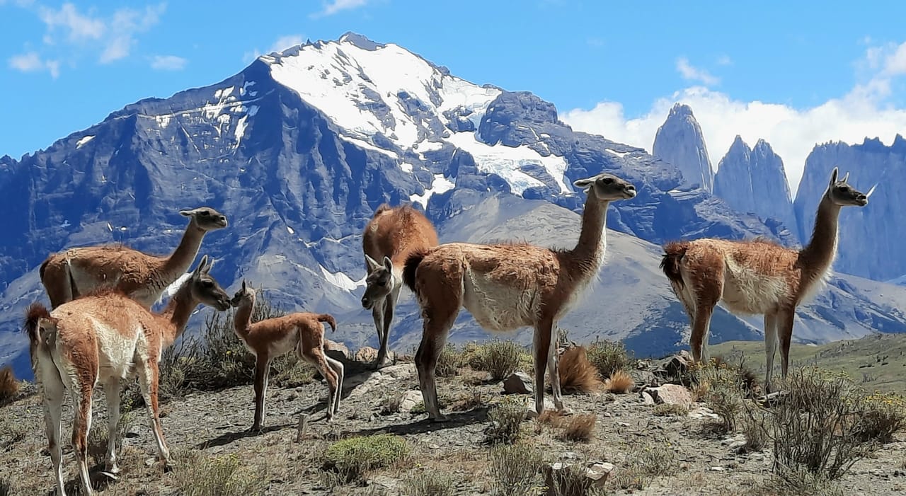 Full Day Torres del Paine Tour from Puerto Natales with Pickup 6