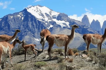 Full Day Torres del Paine National Park Tour from Puerto Natales