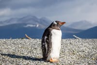 Tierra del Fuego Eco-Adventure: Beagle Channel Canoeing, Penguin Colony and Gable Island 9