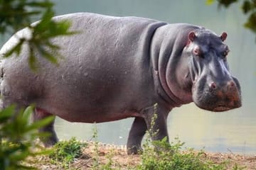 Private 3-Day Safari Adventure in Murchison Falls, Uganda