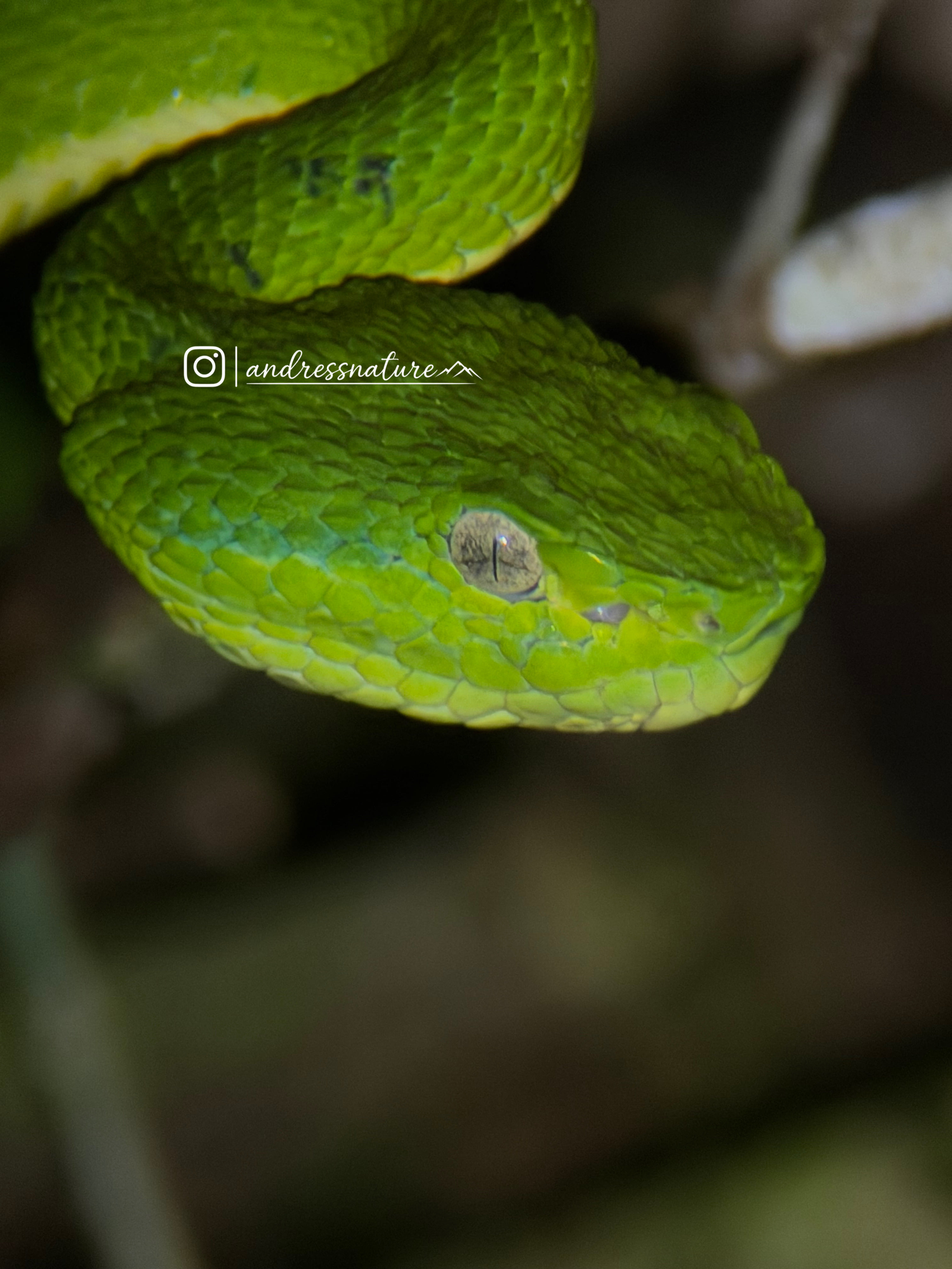 A Side-striped Palm Pit Viper resting among the cloud forest vegetation—one of the fascinating nocturnal