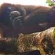 howler monkey up in the tree tops at the cloud forest tour
