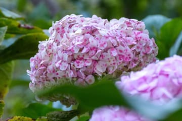 Explore Otuzco Ancient Tombs and Hortensia Garden in Cajamarca