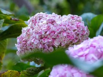 Explore Otuzco Ancient Tombs and Hortensia Garden in Cajamarca