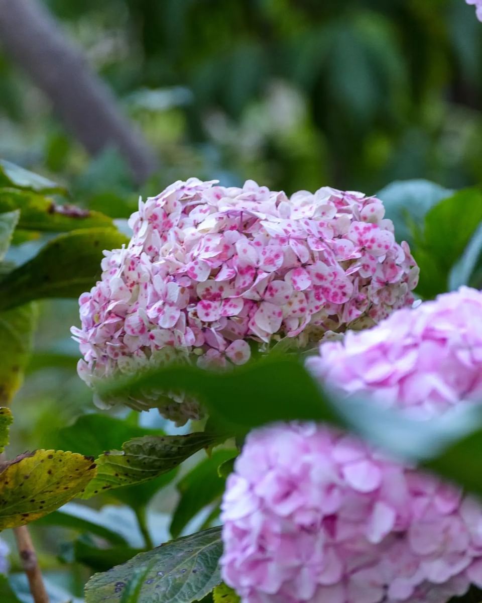 Are-02 : Colca Canyon Day Tour