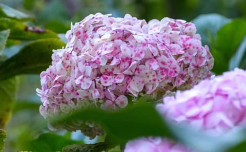 Explore Otuzco Ancient Tombs and Hortensia Garden in Cajamarca