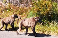 Baboons in Cape of Good Hope Nature Reserve