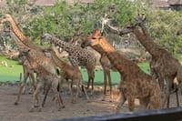 5days: Hell's Gate, Lake Naivasha, Lake Nakuru & Masai Mara Camping Safari 10