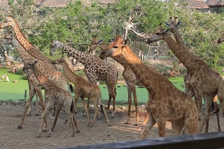 5days: Hell's Gate, Lake Naivasha, Lake Nakuru & Masai Mara Camping Safari 10