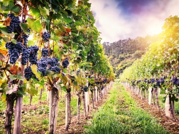Romanian Wineries Tour from Bucharest