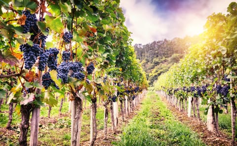 Romanian Wineries Tour from Bucharest