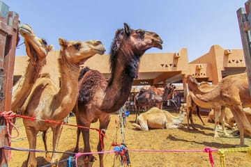 Al Ain City Cultural Tour with Lunch from Dubai