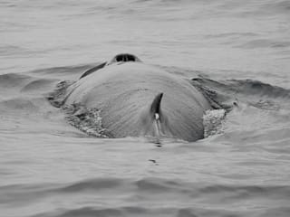 Reykjavík Whales & Diving, photo 8