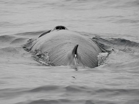 Reykjavík Whales & Diving, photo 8
