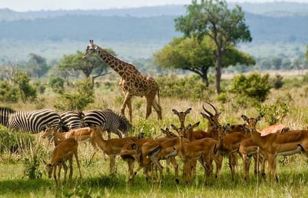 6Day Masai Mara, Hell’s Gate, Lake Naivasha, Giraffe Center & Elephant Orphanage