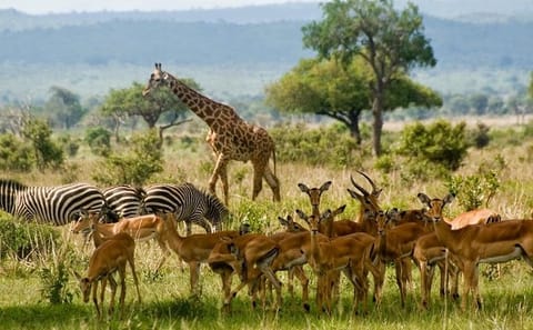 6-Day Kenya Tour: Masai Mara, Hell's Gate & Naivasha