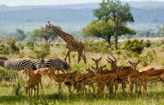 6Day Masai Mara, Hell’s Gate, Lake Naivasha, Giraffe Center & Elephant Orphanage