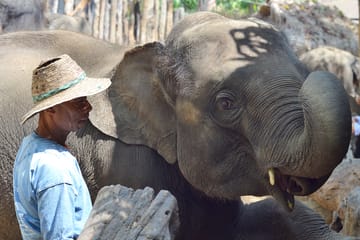 Hug Chang Elephant Experience and Long Neck Village Tour in Chiang Mai