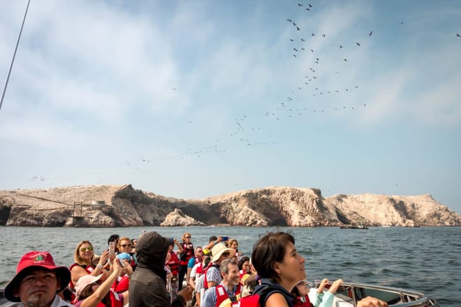 Ballestas Islands Sigthseeing Tour 8