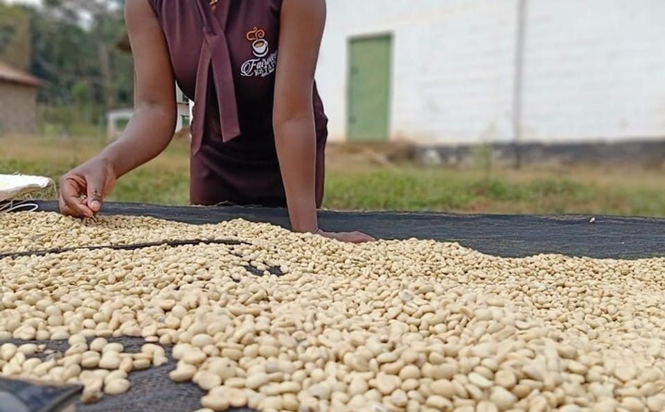 Nairobi Coffee Farm Tour: Explore Coffee Cultivation in Kenya