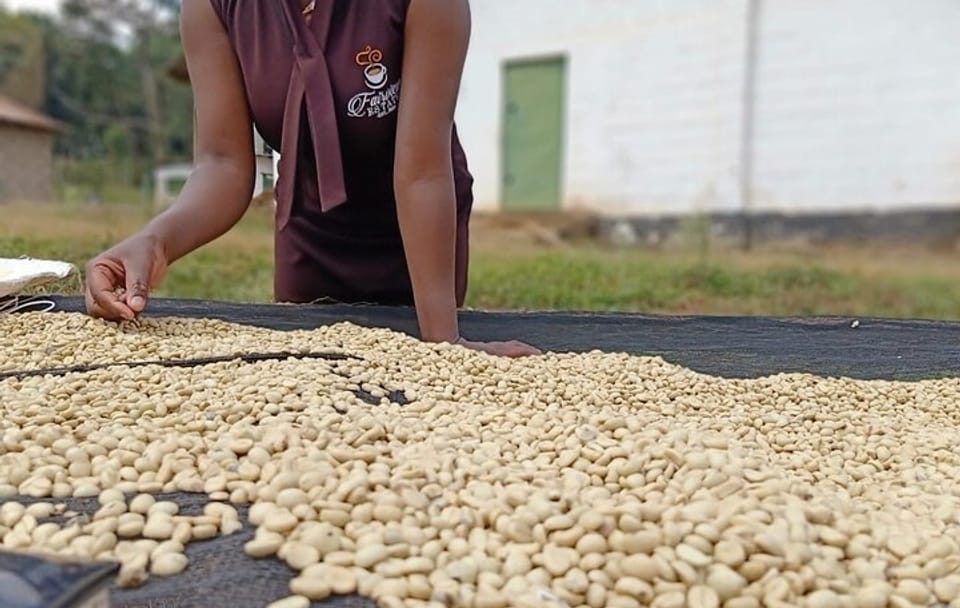 Nairobi Coffee Farm Tour: Explore Coffee Cultivation in Kenya