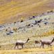 3-day Huchuy Qosqo trek