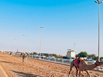 Camel Racing Track and Sheikh Faisal Museum Tour