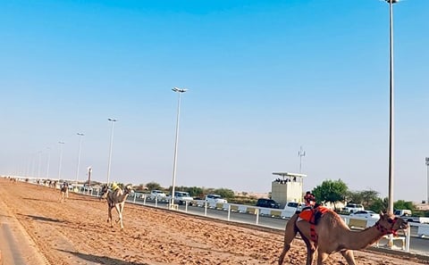 Camel Racing Track and Sheikh Faisal Museum Tour, Qatar