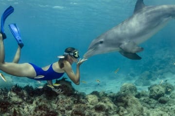 Snorkelling Day Trip to Dolphin House in Hurghada