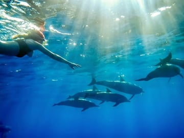 Mnemba Island Dolphin Watching and Snorkeling Tour in Zanzibar