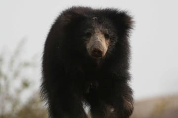 Half Day Activity in Yala Safari