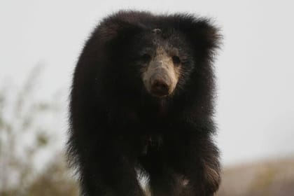 Half Day Activity in Yala Safari