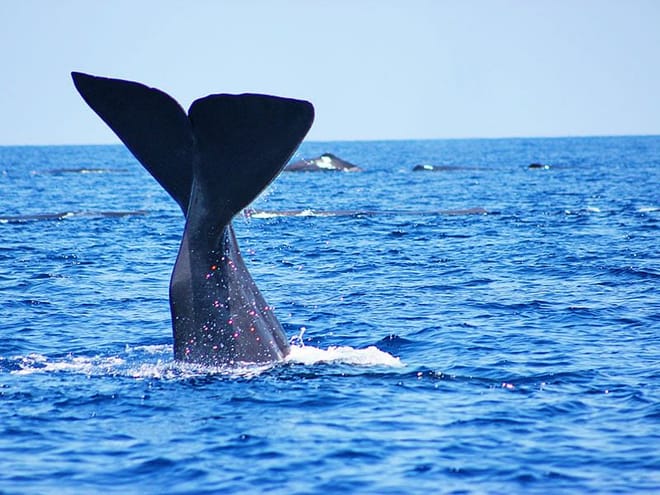 From Hambantota: Mirissa Whale Watching Tour 2