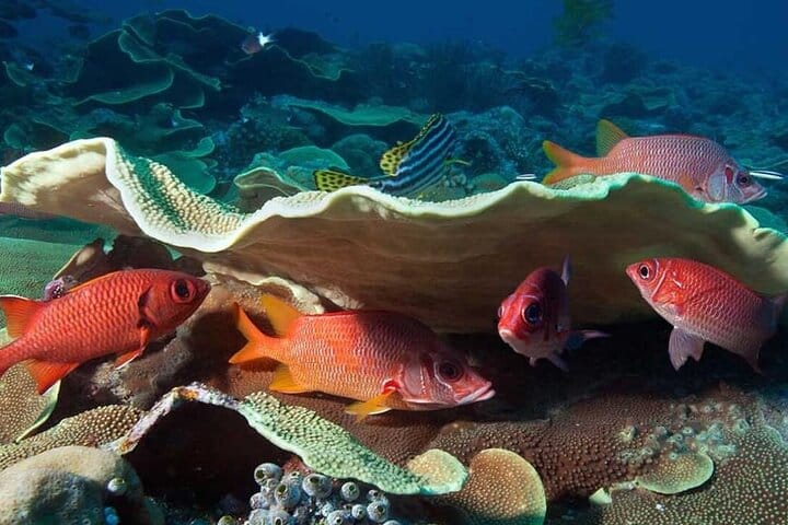 5 tours in 1 (Eco Farm/Horseback/City Tour/Buggy/Zipline)