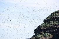 Thousands of puffins in Puffin Island