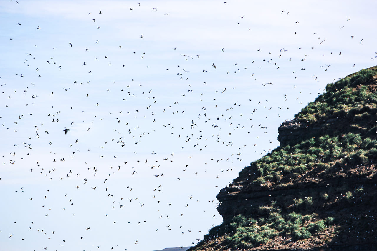 Thousands of puffins in Puffin Island