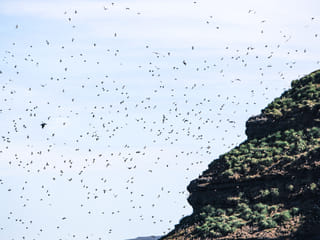 Thousands of puffins in Puffin Island