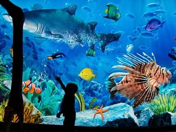 Sea Life Bangkok Ocean World Tickets
