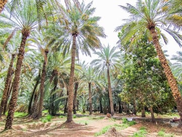 Al Ain Oasis