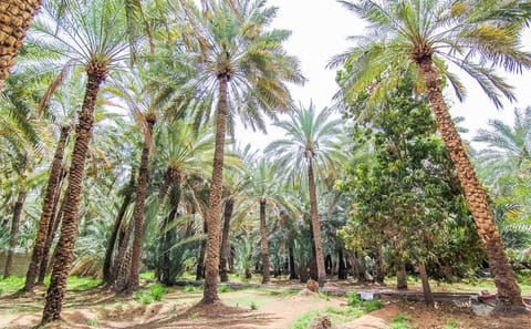 Al Ain City Cultural Tour with Lunch from Dubai