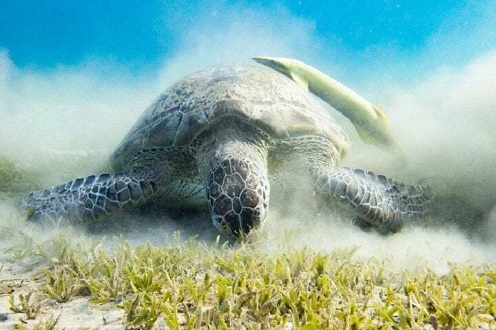 Abu Dabbab Snorkeling Trip, Explore Marine Life : Marsa Alam