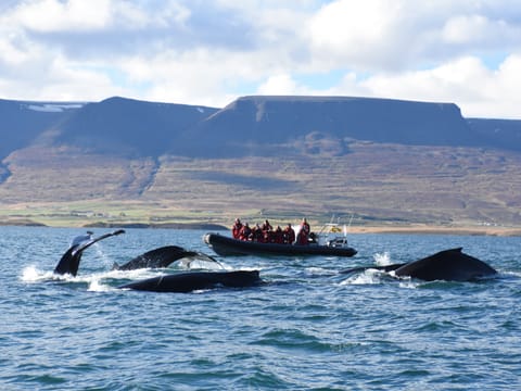 Akureyri Express Whales & Eyjafjord