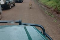 Private Nairobi Park Tour & Sheldrick or Giraffe-Free WI FI 2