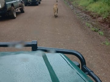 Private Nairobi Park Tour & Sheldrick or Giraffe-Free WI FI