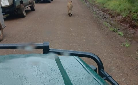 Private Nairobi Park Tour & Sheldrick or Giraffe-Free WI FI