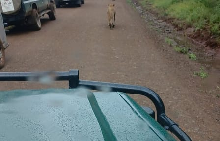 Private Nairobi Park Tour & Sheldrick or Giraffe-Free WI FI