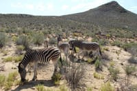 Zebras