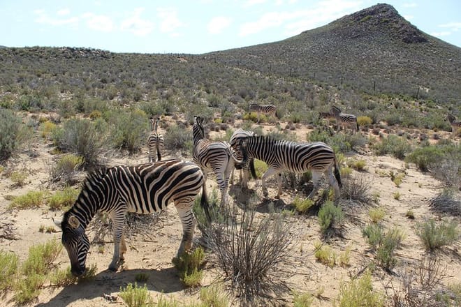 Zebras
