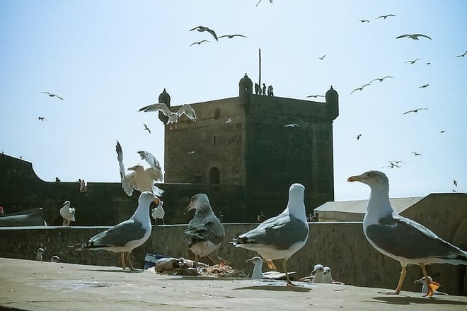 Marrakech to Essaouira: Private Tour 8