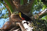 Ilhabela: A Real Paradise In The Coast Of São Paulo – 3-Day Private Tour 8
